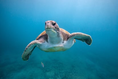 Una tortuga verde nadando cerca de la playa El Puertito, en Tenerife (Islas Canarias).