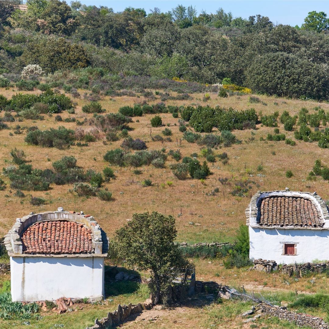 Palomares tradicionales de Uva, Portugal.