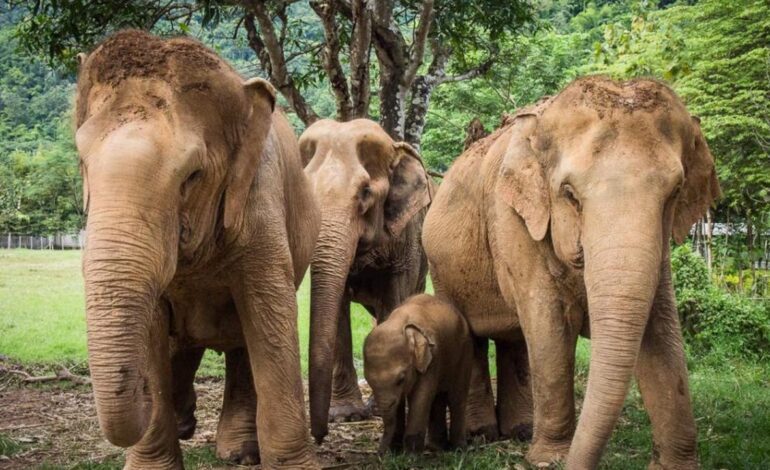 Muere una turista española al ser atacada por un elefante en Tailandia