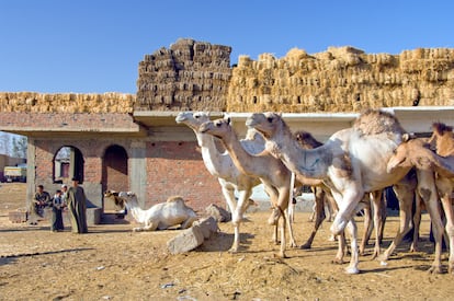 Camels awaiting auction at the Birqash Camel Market near Cairo Egypt