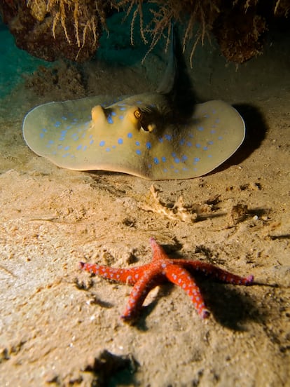 Naama Bay, whose crystal clear waters and the variety of exotic fish that roam the colorful coral reefs have made this area a diving paradise.