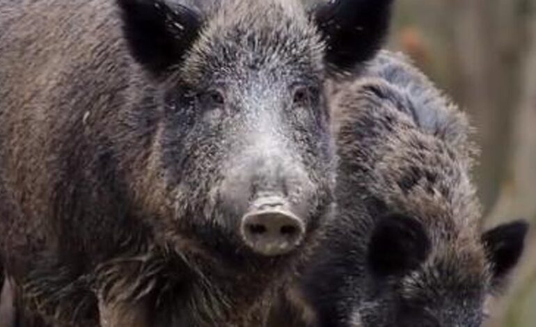 Cierran una carnicería en París por vender carne de jabalí a los musulmanes