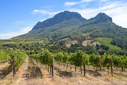 Un viñedo en la localidad de Stellenbosch.