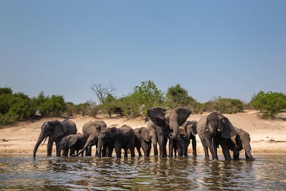 El Parque Nacional Chobe tiene más de 100.000 elefantes.