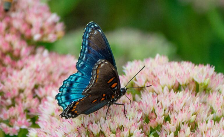 Estamos siempre cambiando, destinados a convertirnos en mariposa