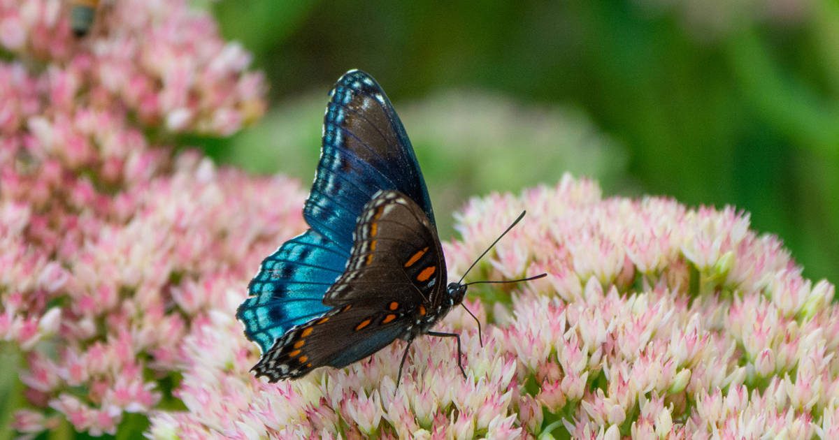 Estamos siempre cambiando, destinados a convertirnos en mariposa