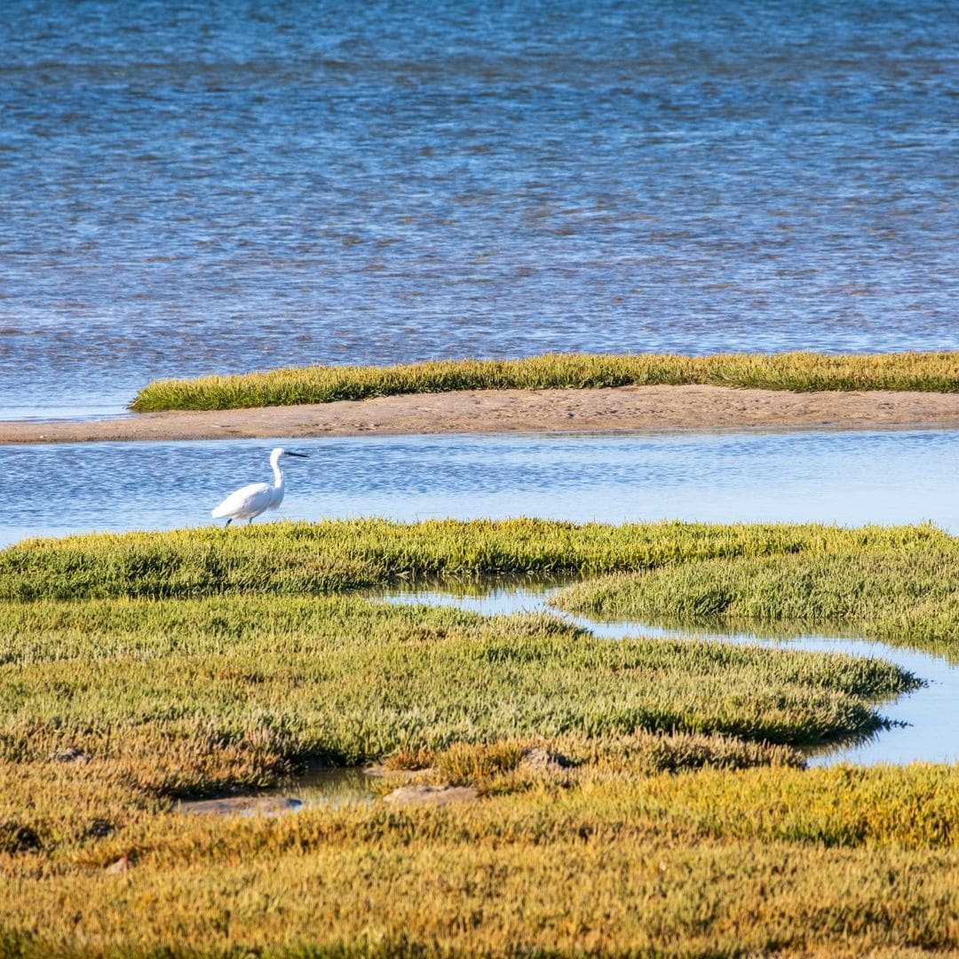 Vida silvestre en la naturaleza de Dakhla, Marruecos