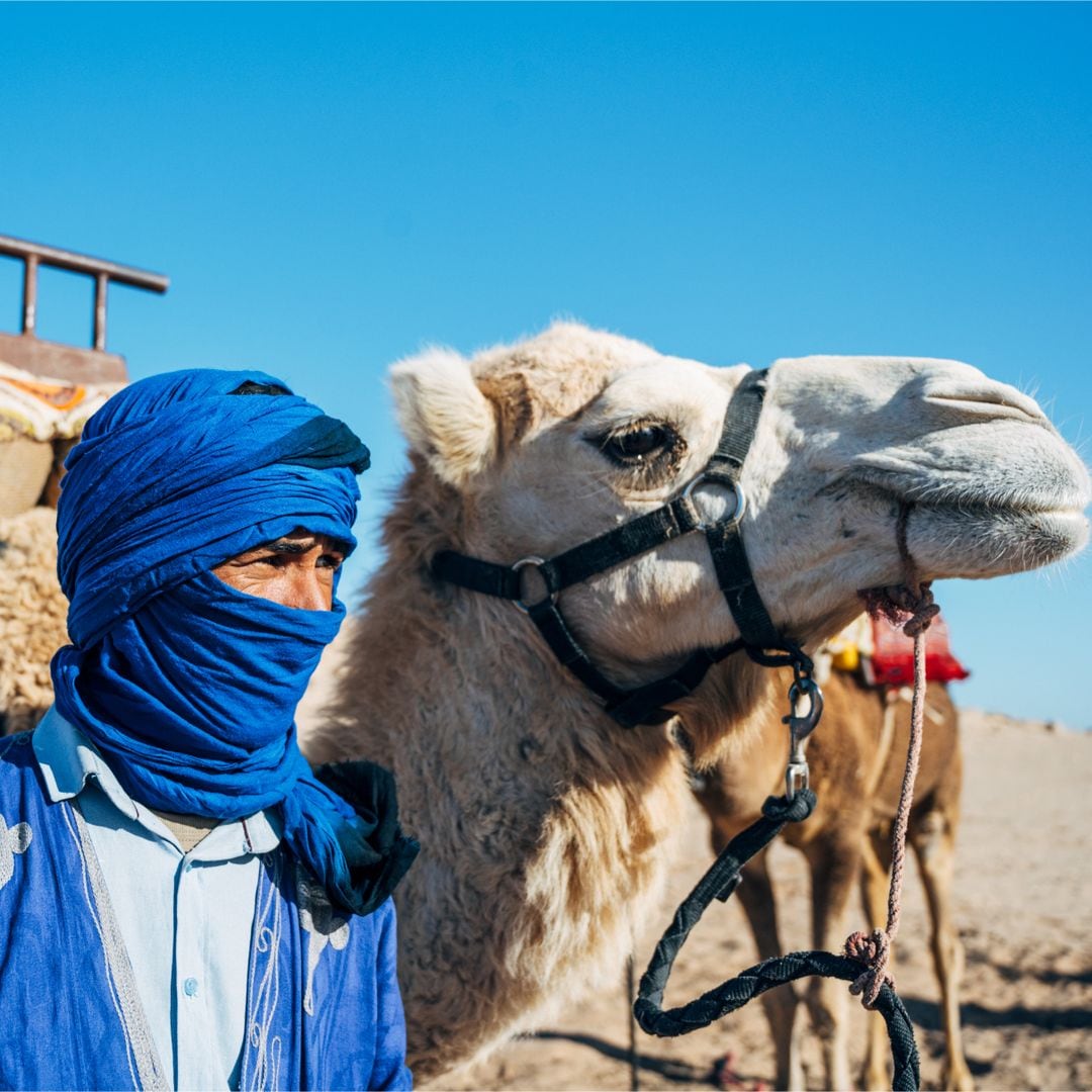 Dromedario en el desierto del Sahara, Marruecos