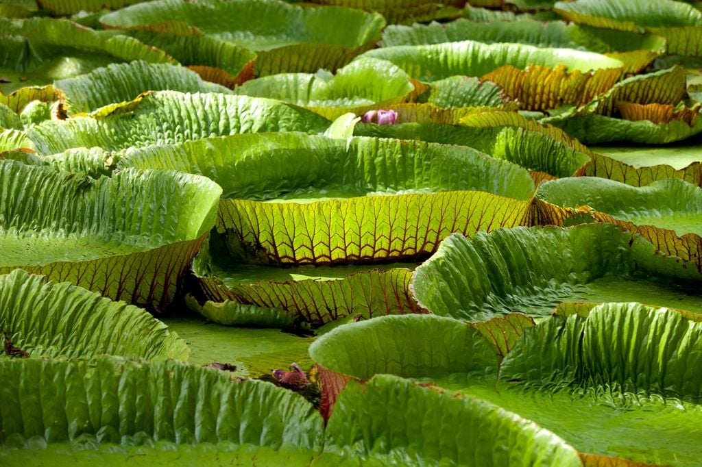 Los nenúfares gigantes son una de las grandes atracciones en el Jardín Botánico de Pamplemousses 