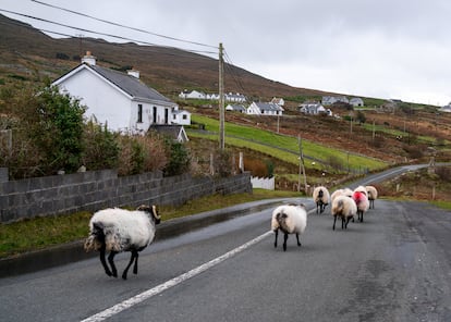 Ovejas vagantes por la isla de Aquill, Irlanda. 