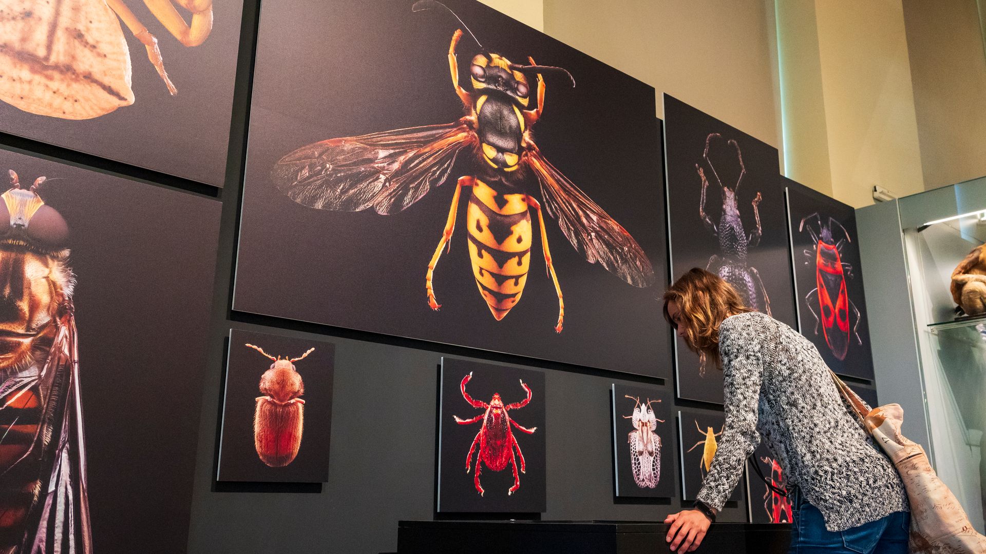 Vida secreta. Descubre la fauna urbana. Exposición de fotografías de Máher Fahim en el Museo Nacional de Ciencias Naturales