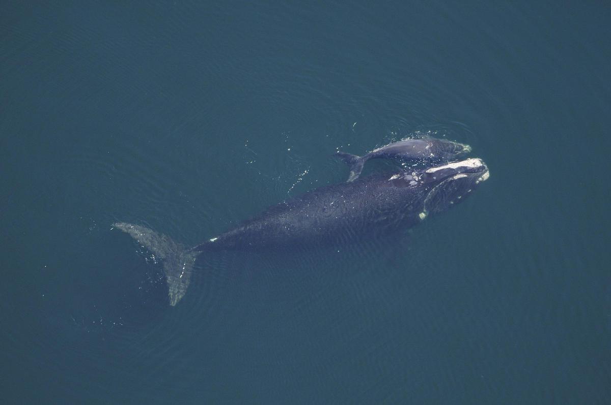 Un ballena franca glacial con su ballenato.