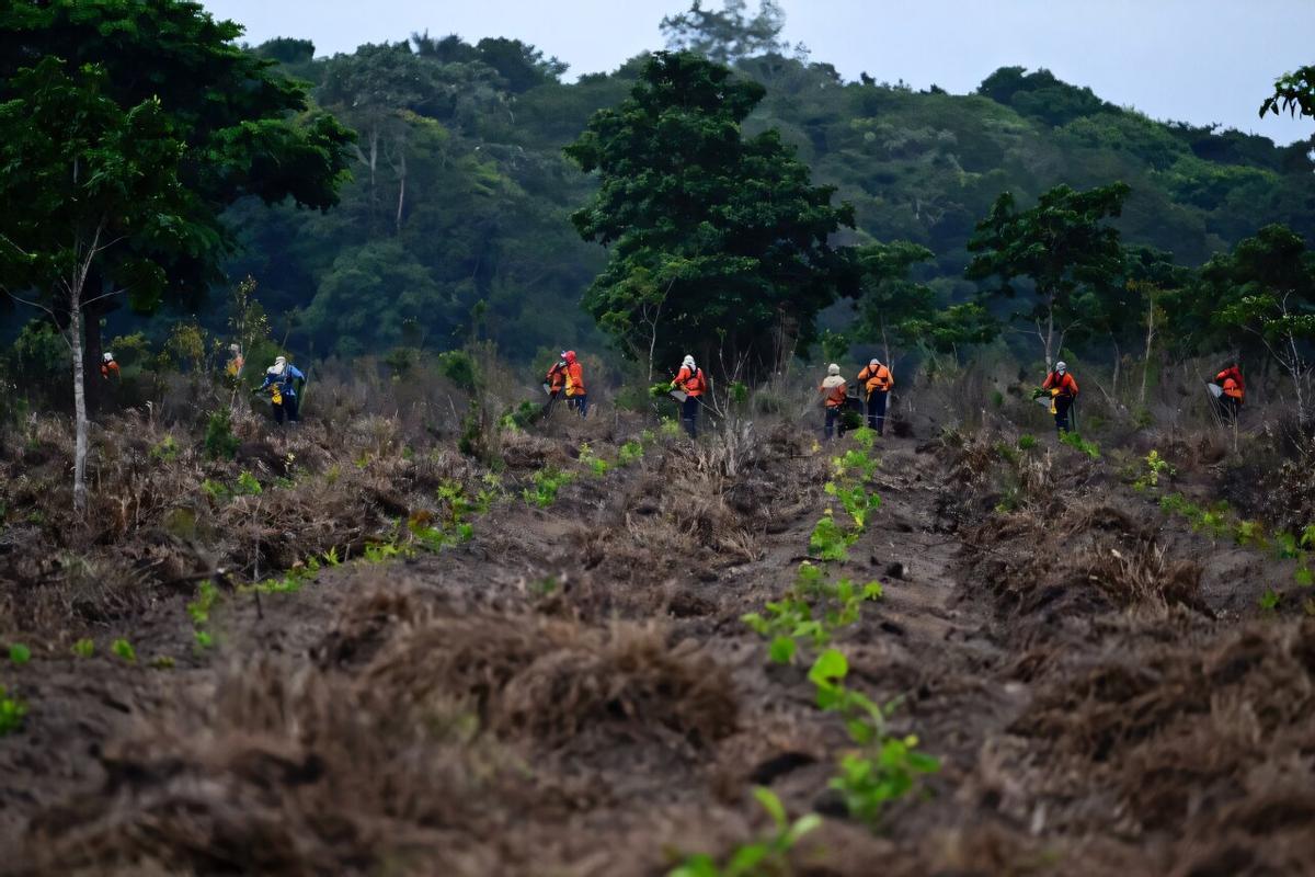 Proceso de replantación