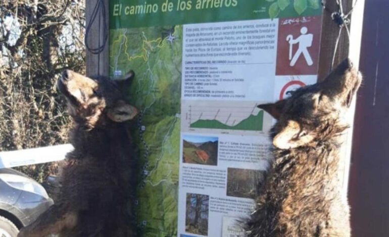 LOBOS ASESINADOS EN ASTURIAS | Los ecologistas denuncian ante la Fiscalía la muerte y exhibición de dos lobos en Ponga