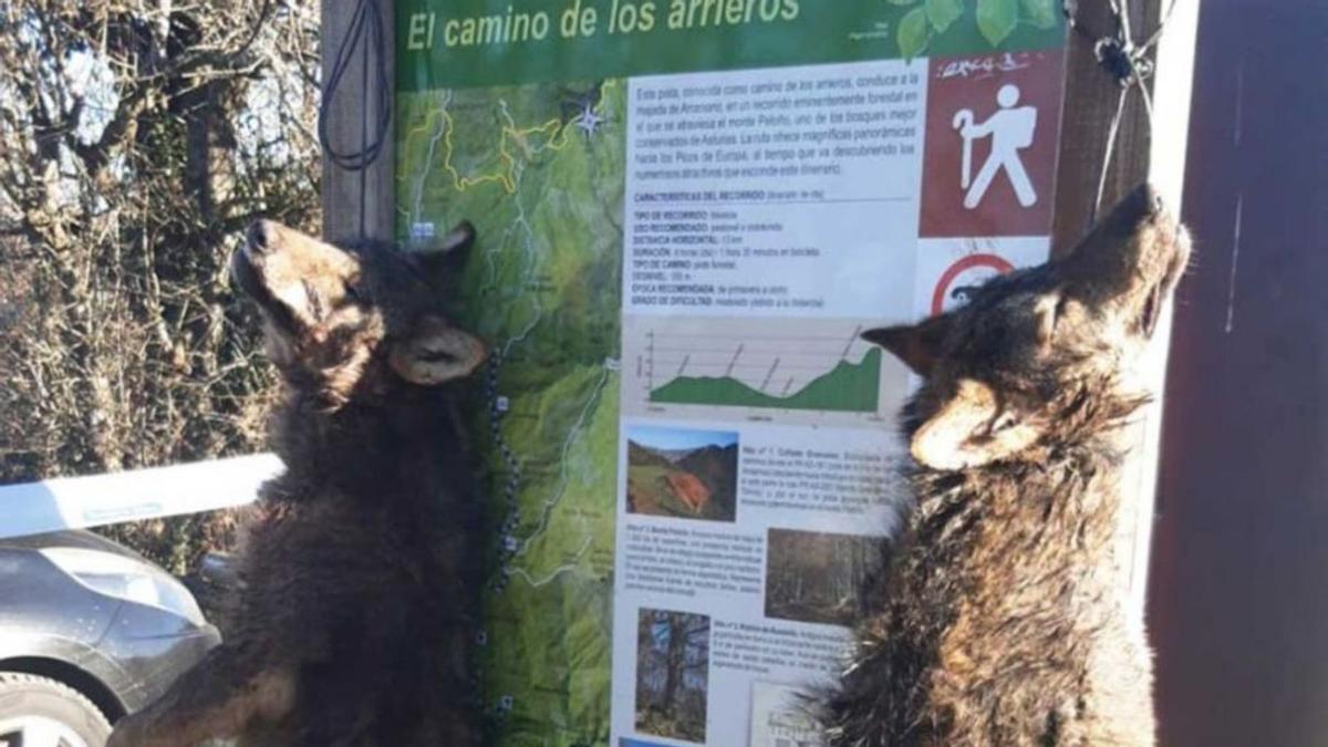 LOBOS ASESINADOS EN ASTURIAS | Los ecologistas denuncian ante la Fiscalía la muerte y exhibición de dos lobos en Ponga