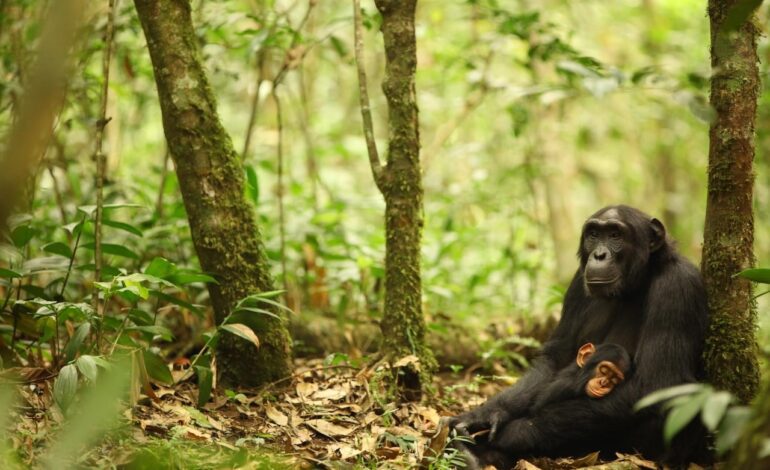 Los chimpancés están genéticamente adaptados a la malaria