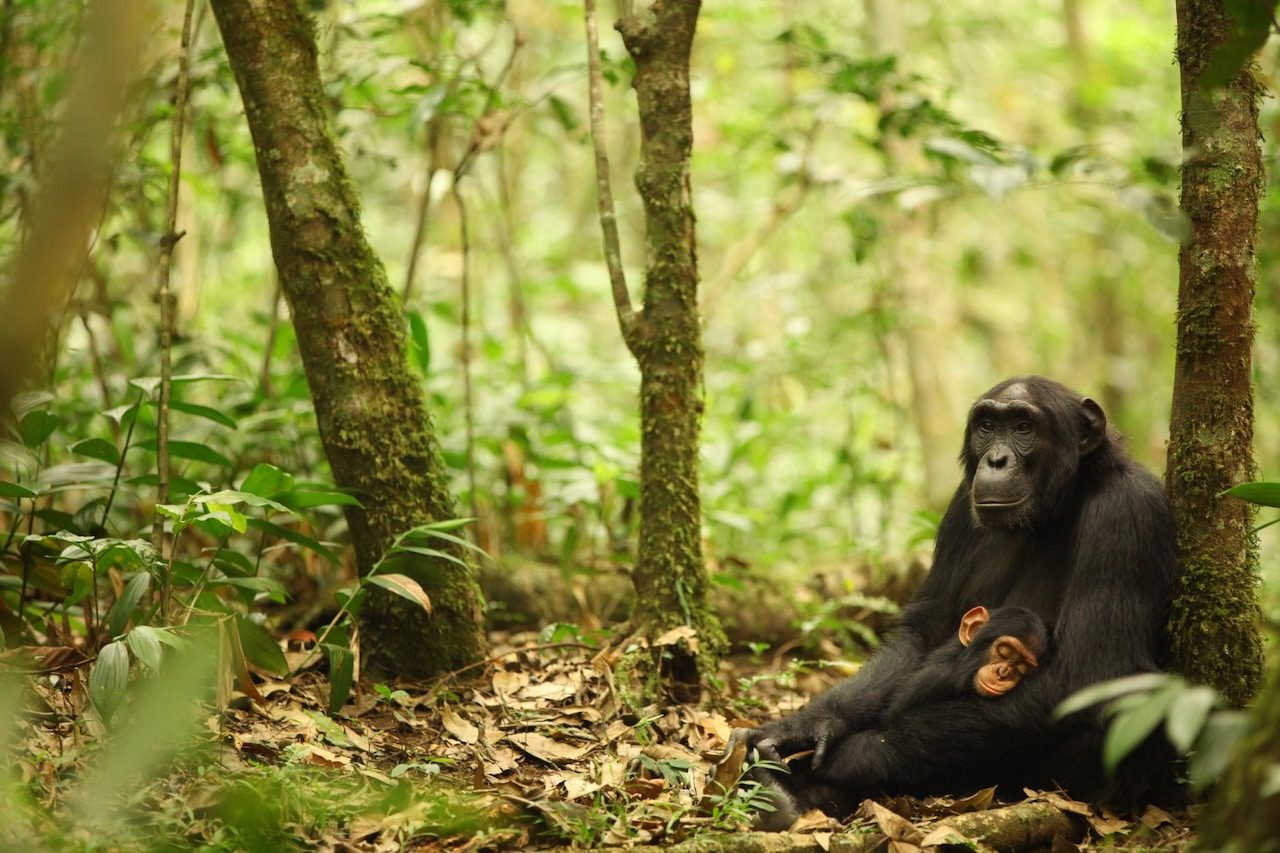 Los chimpancés están genéticamente adaptados a la malaria