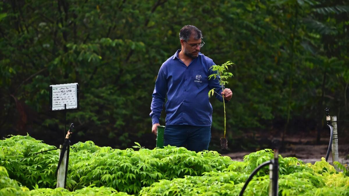 REFORESTACIÓN AMAZONÍA | Proyecto de reforestación en la Amazonía para devolver la credibilidad a los créditos de carbono