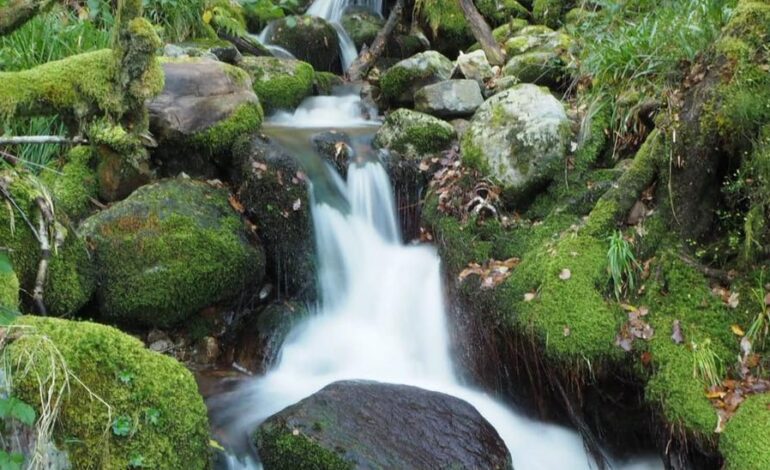 en el mágico bosque de Muniellos