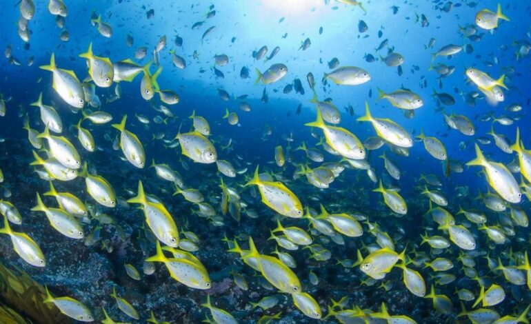 PECES AMENAZADOS | Hay cinco veces más especies amenazadas de peces de lo que se creía, según una nueva estimación