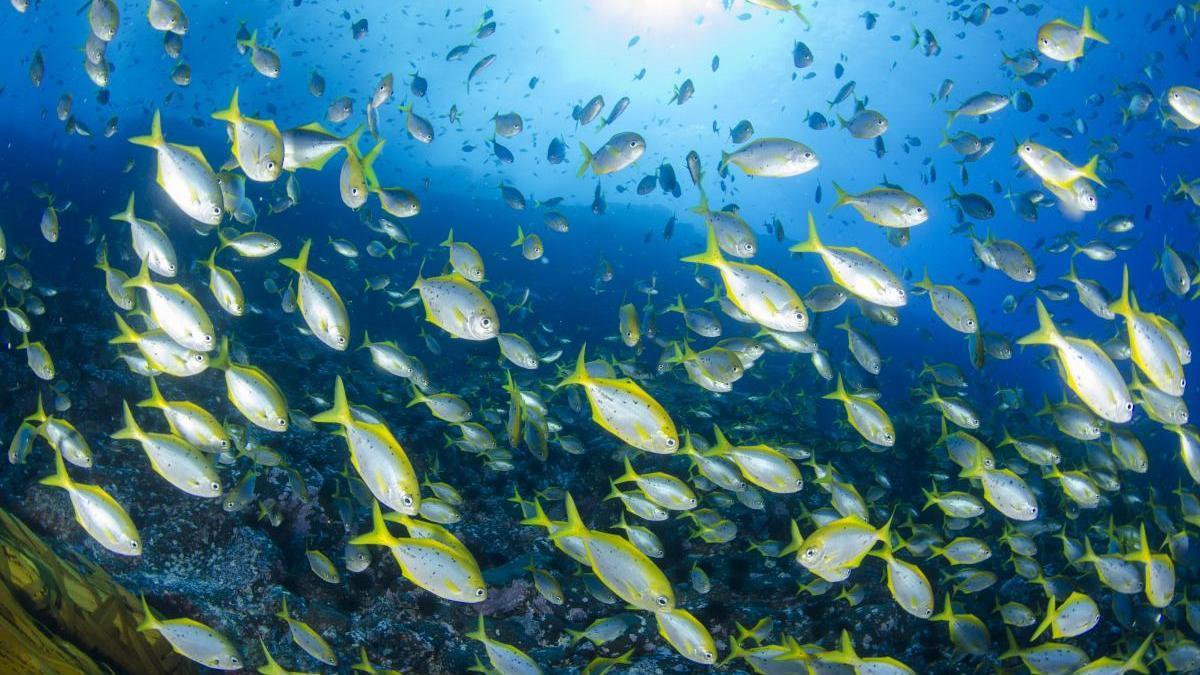 PECES AMENAZADOS | Hay cinco veces más especies amenazadas de peces de lo que se creía, según una nueva estimación