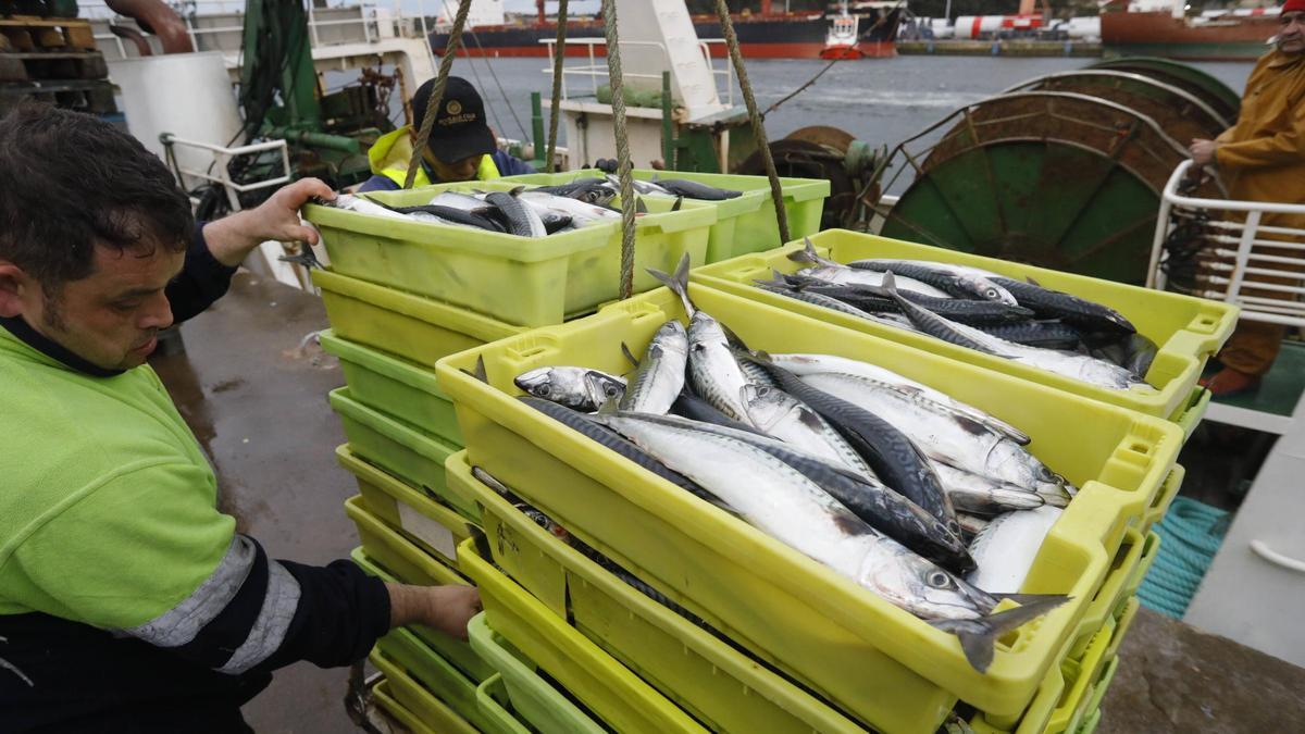 menos xarda y más pixín para la flota asturiana