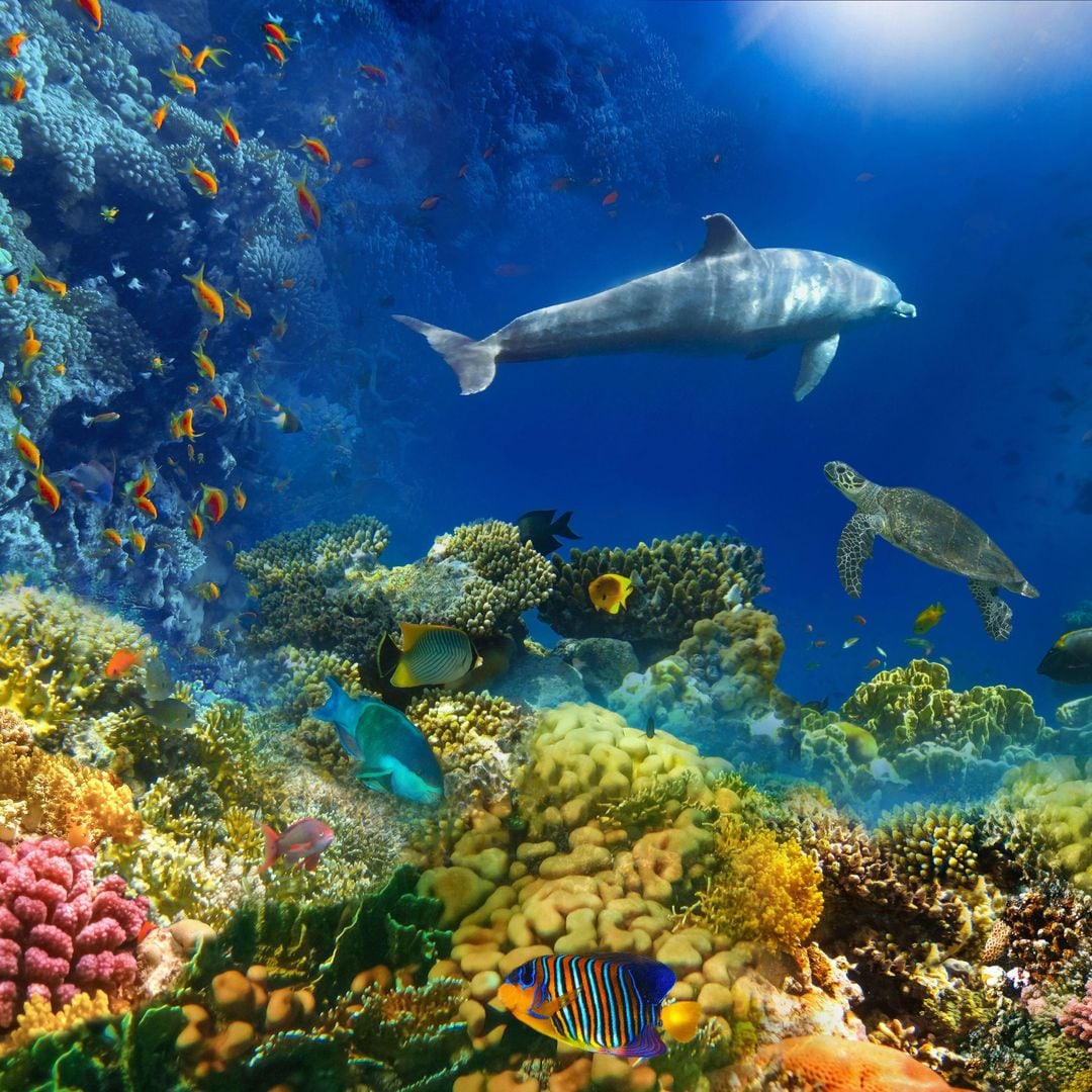 Mundo submarino y peces entre los corales del Mar Rojo, Egipto