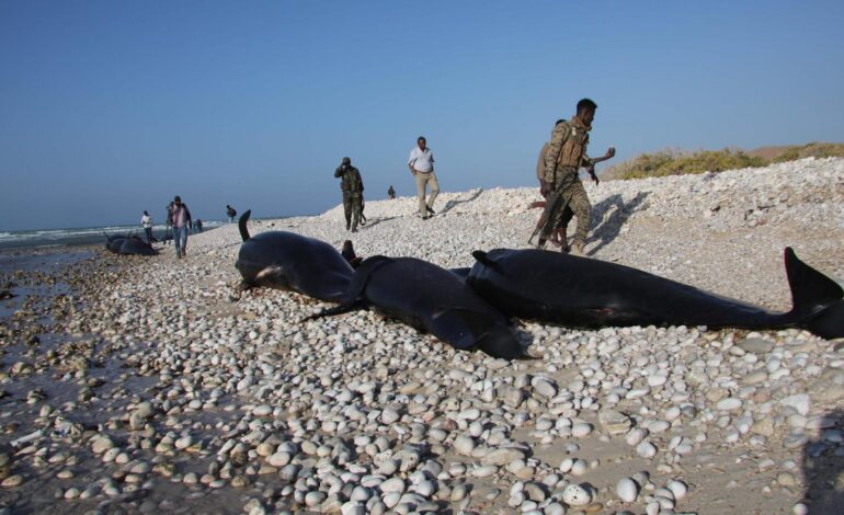 aparecen más de un centenar de delfines muertos sin razón aparente en las costas de Puntlandia