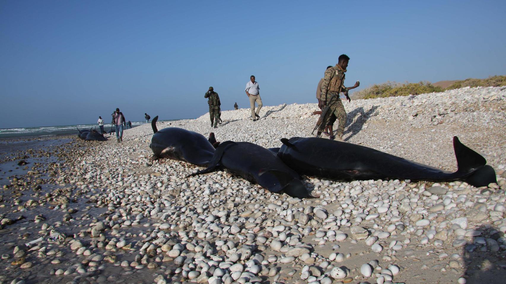 aparecen más de un centenar de delfines muertos sin razón aparente en las costas de Puntlandia