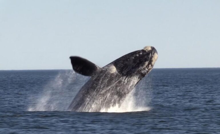 BALLENAS PELIGRO EXTINCIÓN | Descubren que una especie de ballena puede vivir más de 200 años