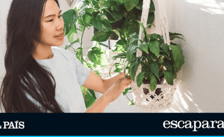 Con este juego de 5 macetas colgantes, podrás tener plantas en casa sin ocupar espacio | Estilo de vida | Escaparate