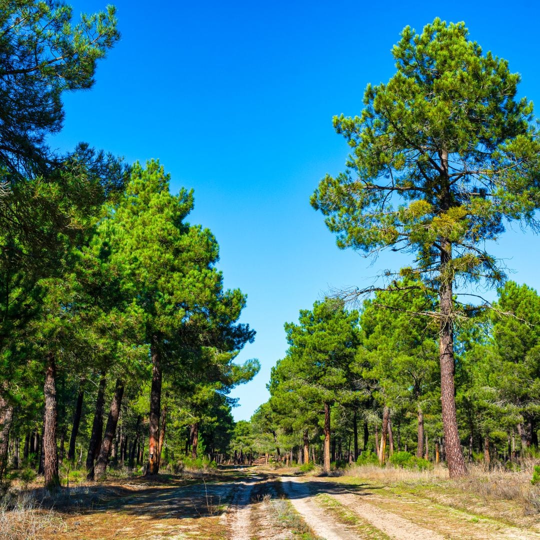 Bosques de pinos