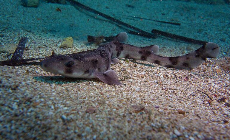 ¿Hay tiburones en el Mediterráneo? Sí, pero no por mucho tiempo