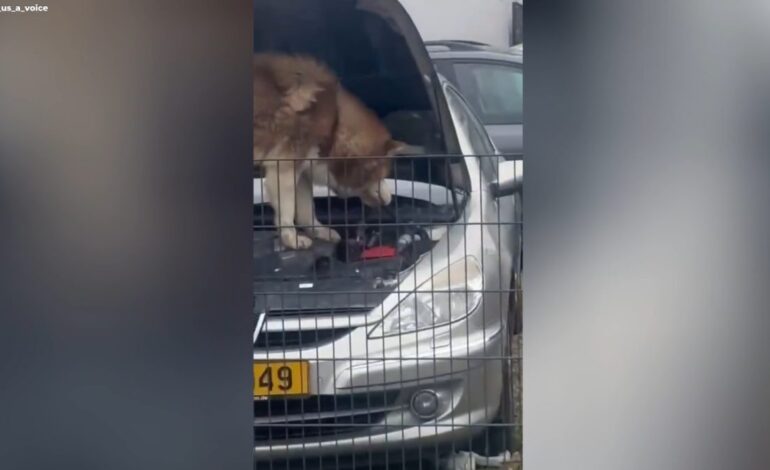 Un husky asalta el motor de un coche y se convierte en mecánico por un día