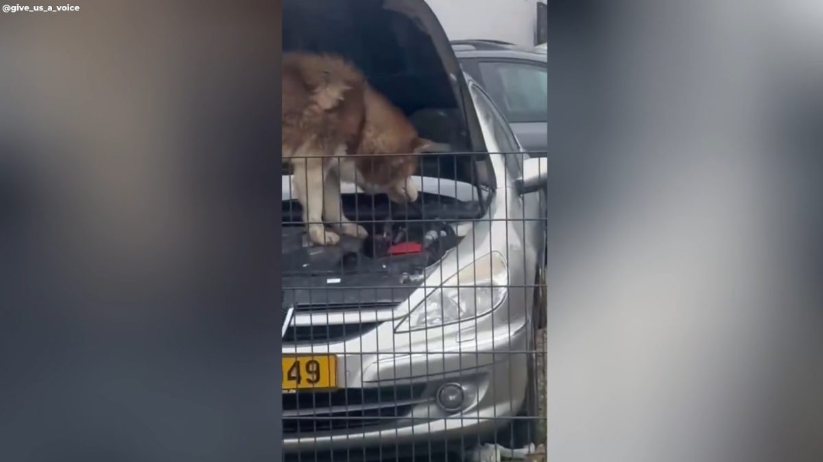 Un husky asalta el motor de un coche y se convierte en mecánico por un día