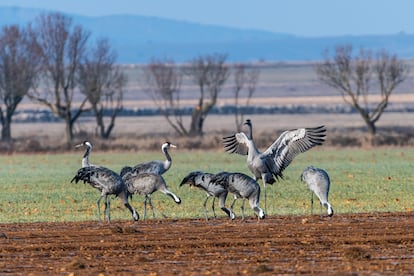 Un grupo de grullas en la laguna de Gallocanta, invierno de 2023.