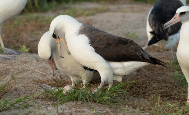 AVIFAUNA MARINA | El ave silvestre más longeva del mundo espera un nuevo polluelo a los 74 años