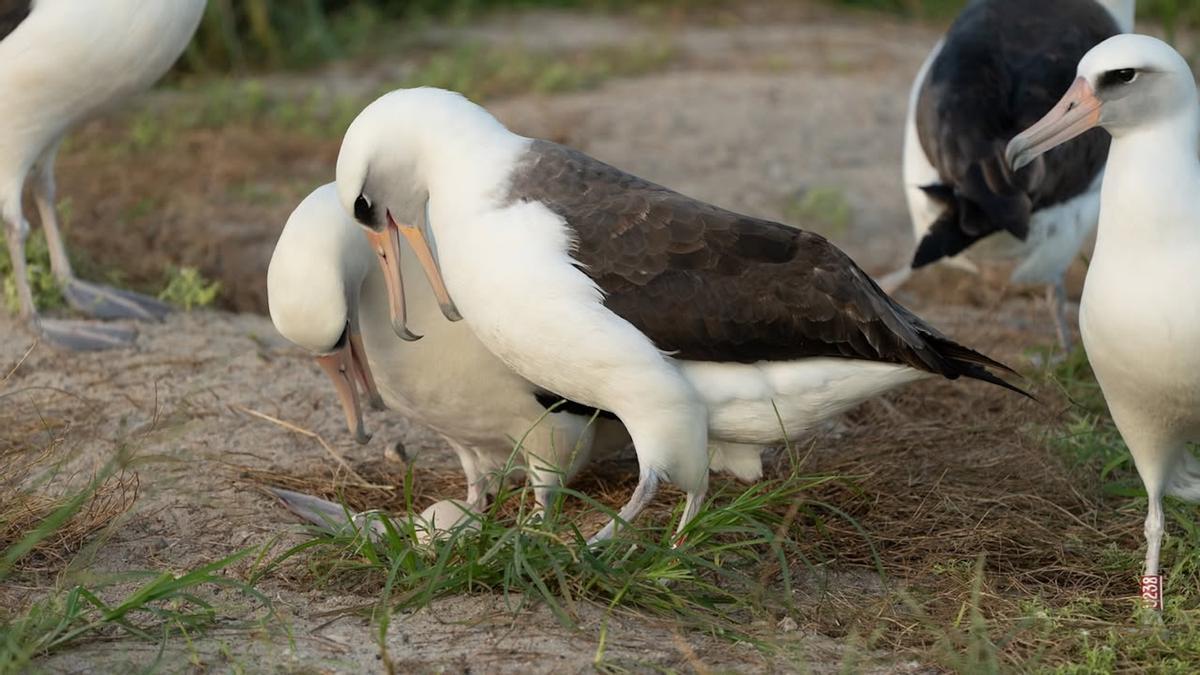 AVIFAUNA MARINA | El ave silvestre más longeva del mundo espera un nuevo polluelo a los 74 años