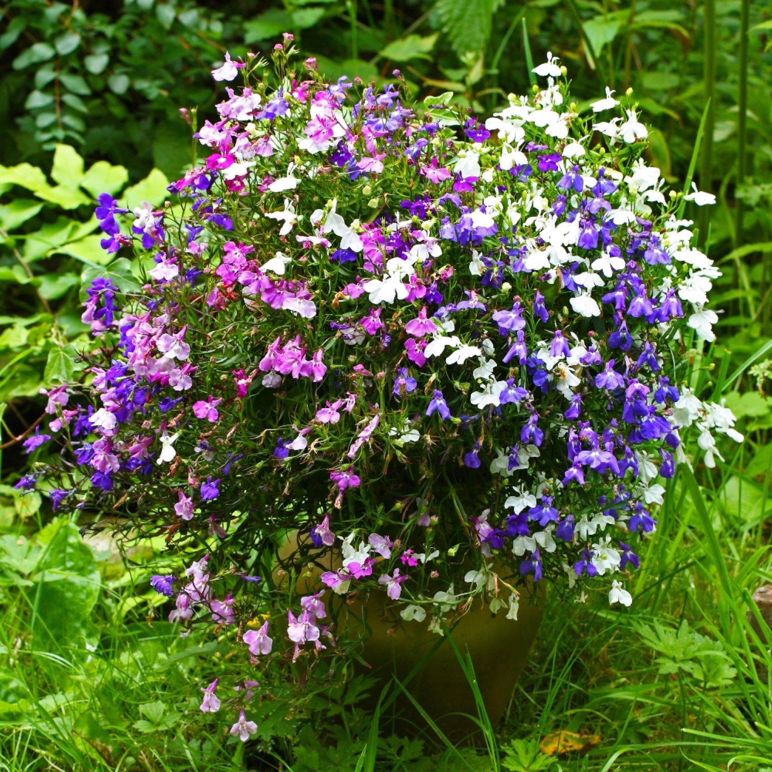 Siembra de flores a partir de semillas: guía práctica