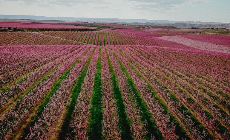 ‘España en Floración’ se presentó en FITUR 2025 para promover el turismo rural a través de las floraciones