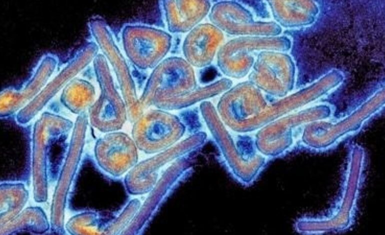 La OMS alerta de un nuevo brote de Marburgo, uno de los virus más letales que mata al 90% de los infectados