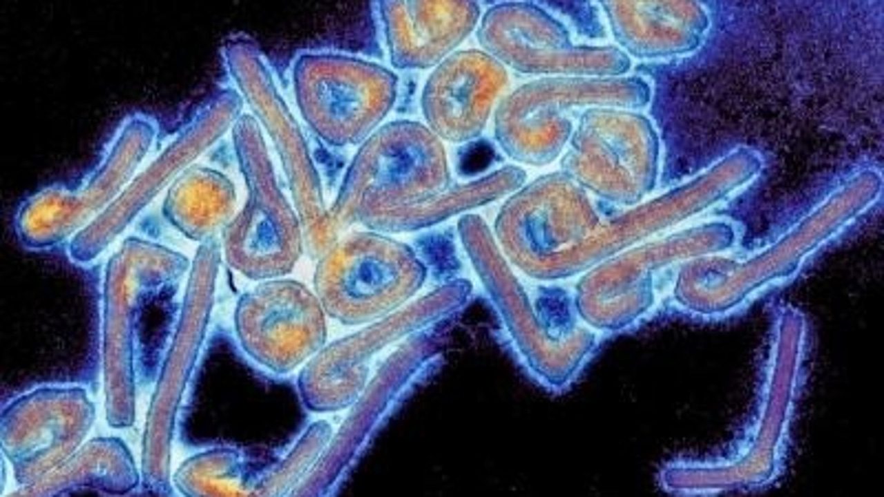 La OMS alerta de un nuevo brote de Marburgo, uno de los virus más letales que mata al 90% de los infectados