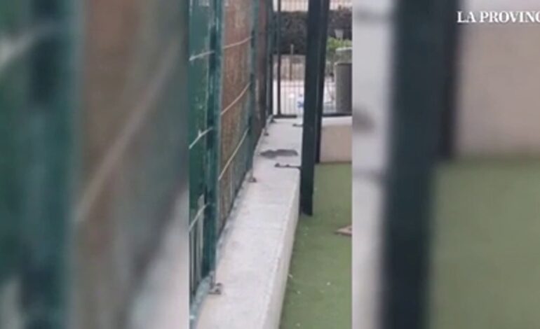 Alarma entre los vecinos de Gran Canaria después de que hayan grabado ratas en un parque infantil y el vídeo se haga viral