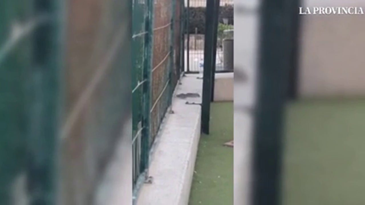 Alarma entre los vecinos de Gran Canaria después de que hayan grabado ratas en un parque infantil y el vídeo se haga viral