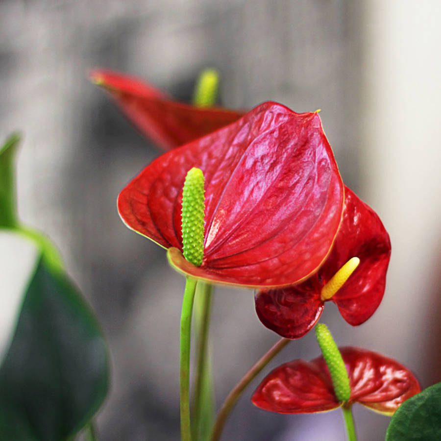 Anthurium (Anthurium): cuidado