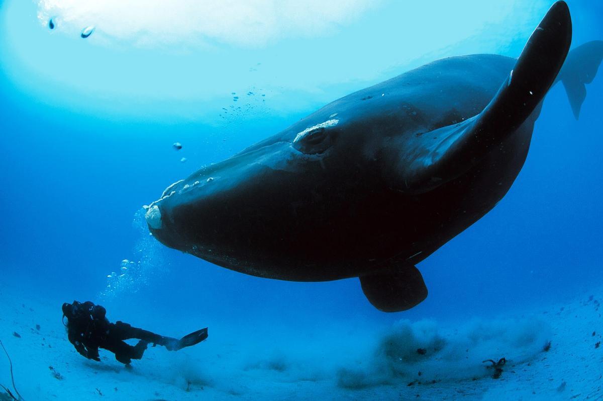 Ballena franca austral.