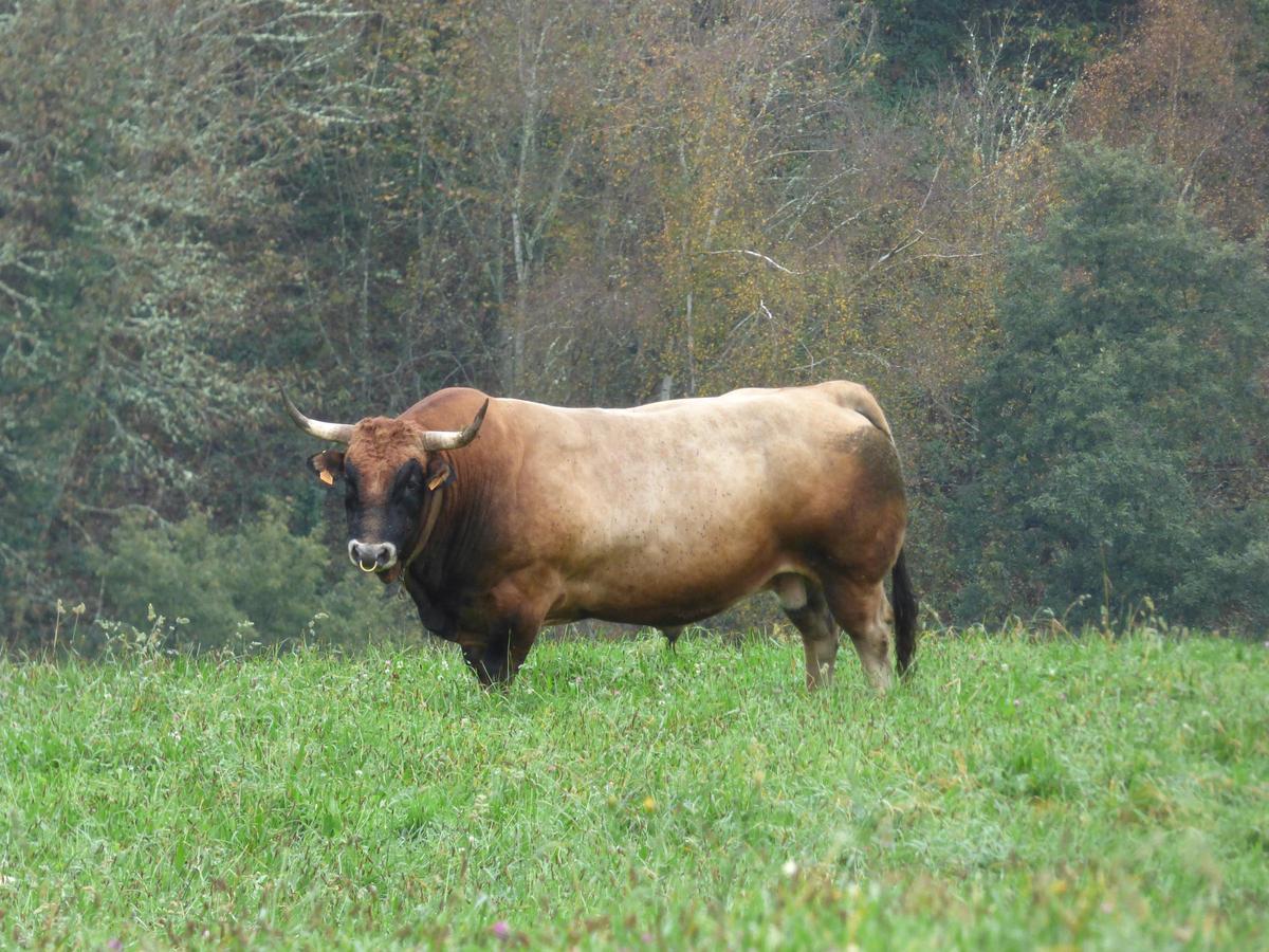 "Barroso" en el prado en el que pasta con un rebaño de vacas.