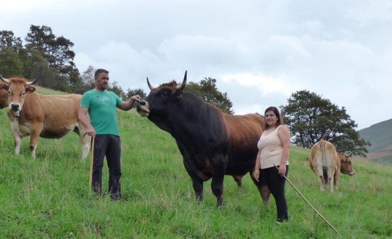 MEJORES TOROS NARCEA | Así se crían los mejores toros de Cangas del Narcea, que pastan en Noceda de Rengos y Parrondo