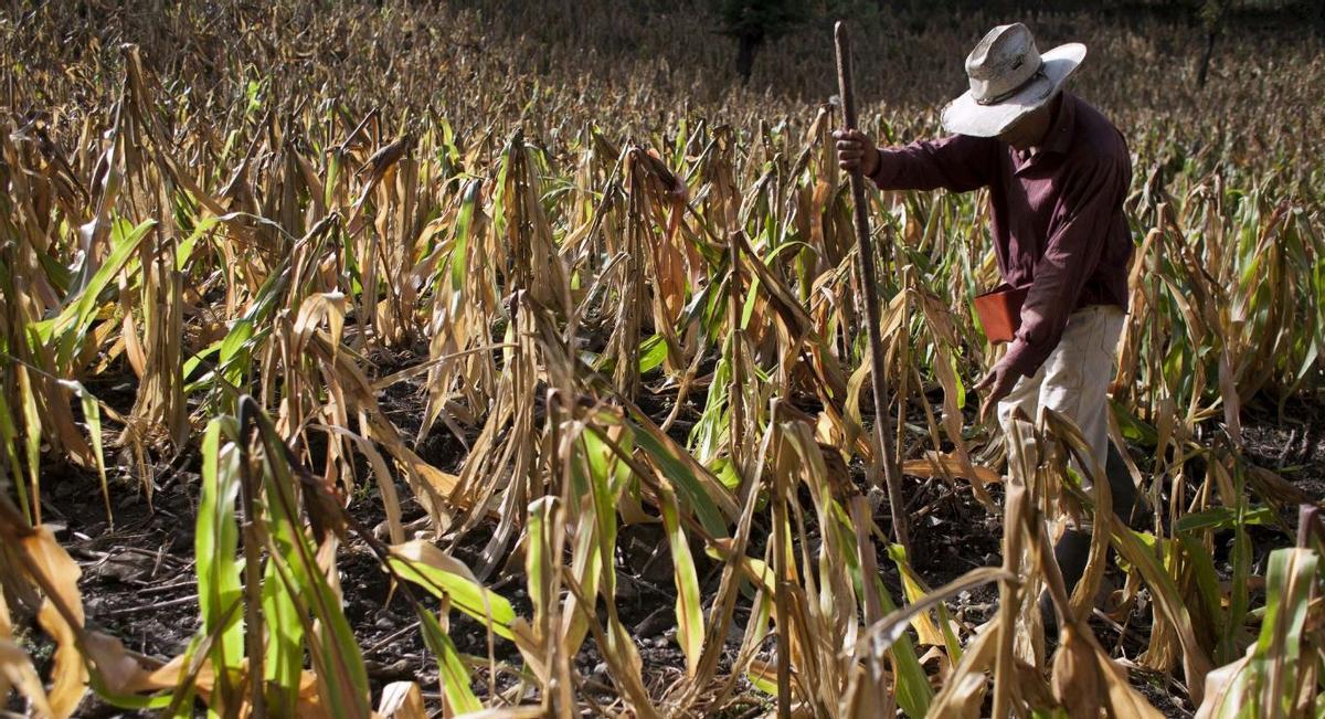 La agricultura puede verse gravemente perjudicada