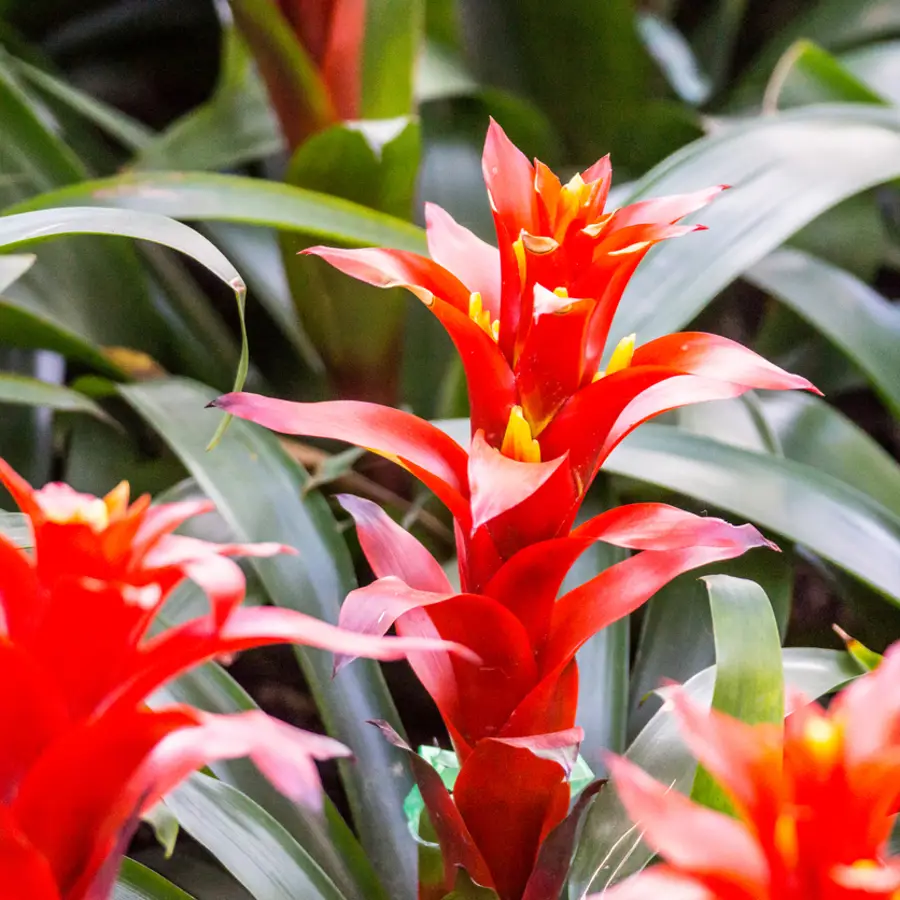 Bromelia